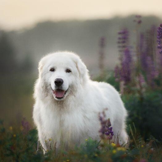 Maremma sheepdog temperament alert orders